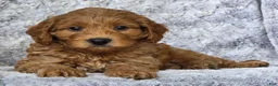 Cavapoo dogs for sale: Sunburst - Ad 3
