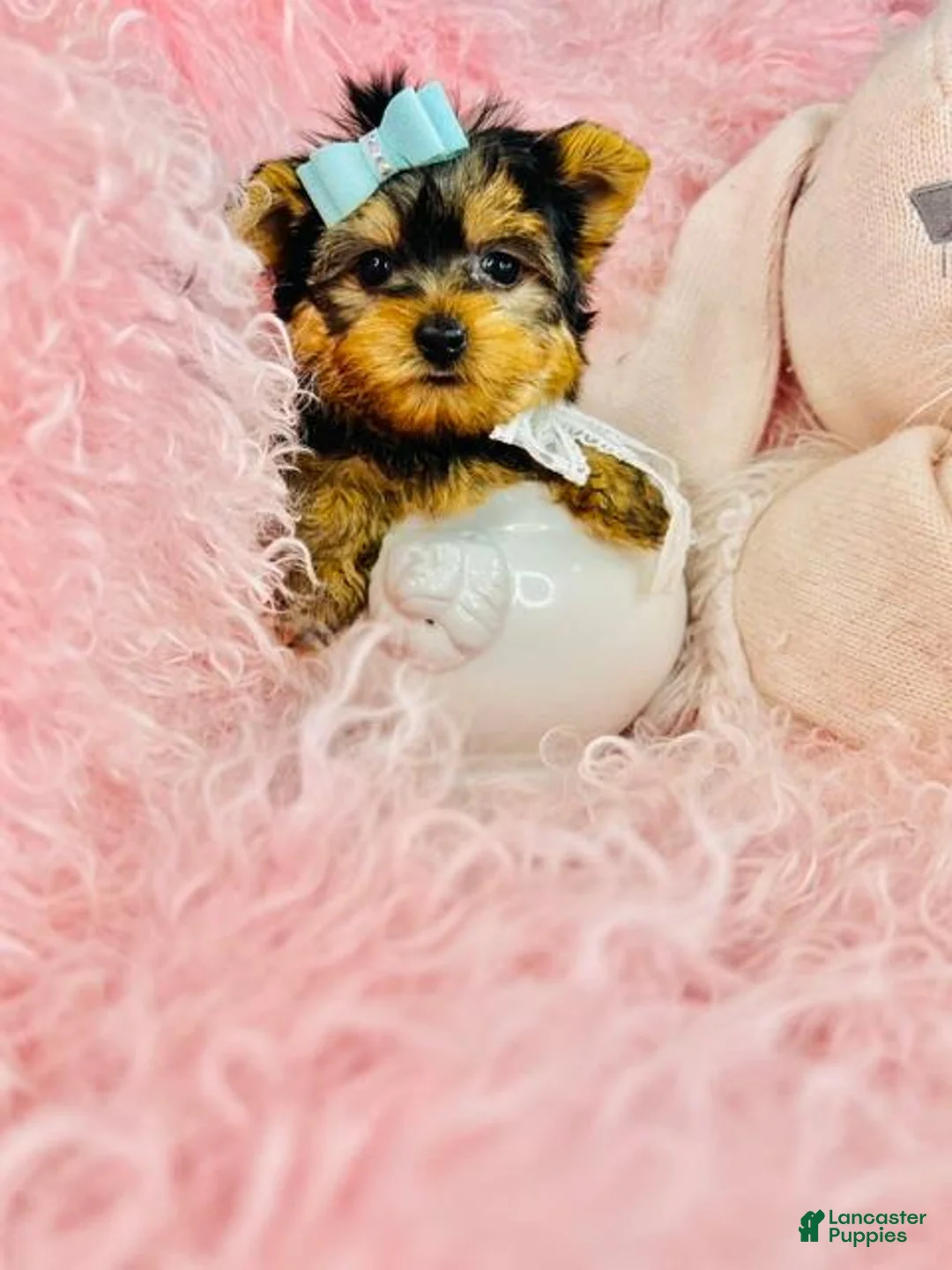 Yorkshire Terrier dogs for sale: Teacup/Pocketbook Yorkshire Terrier 1 - Ad 1