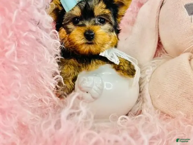 Yorkshire Terrier dogs Teacup/Pocketbook Yorkshire Terrier 1 - Ad 1