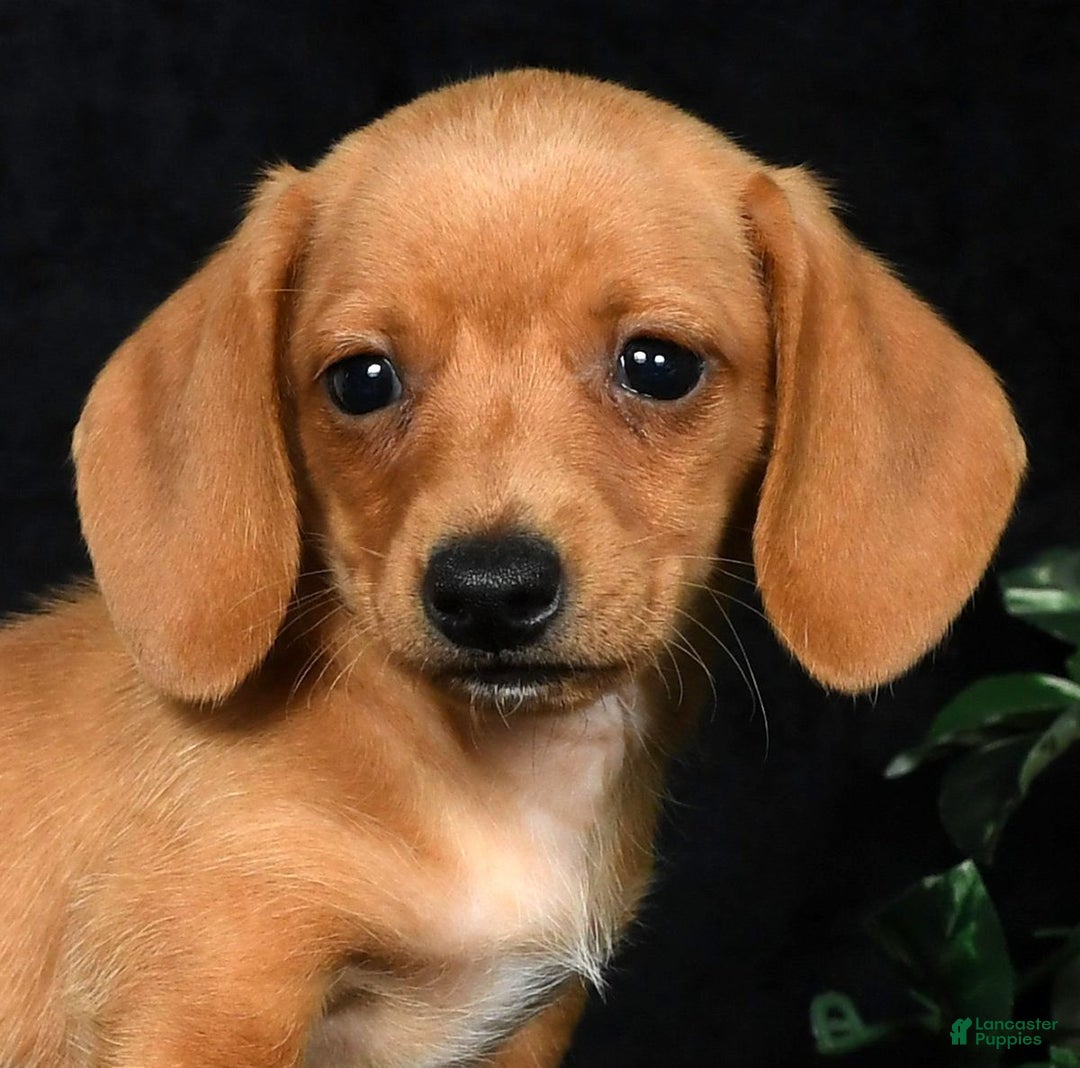 Miniature Dachshund dogs for sale: Toby Short Hair - Ad 11