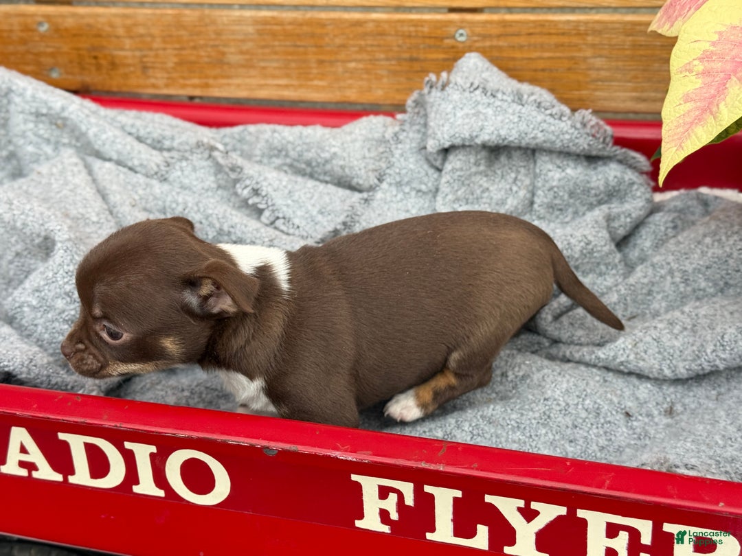 Chihuahua dogs for sale: Cozy - Ad 8