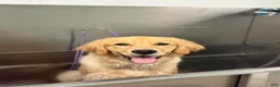 Golden Retriever dogs for sale: Golden Retriever 1 - Ad 10
