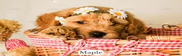 Goldendoodle dogs for sale: Maple - Ad 3