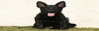 Ferris German Shepherd 