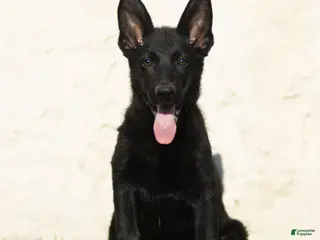 German Shepherd dogs Ferris German Shepherd - Ad 1