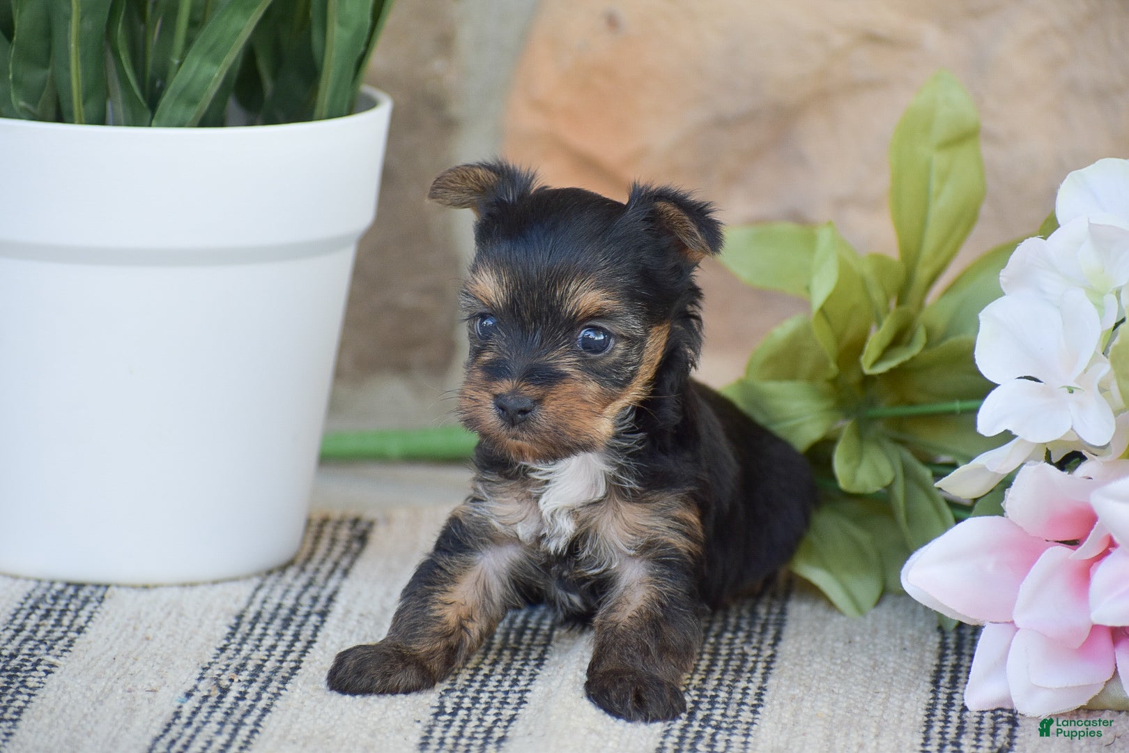 Yorkshire Terrier dogs Rebecca - Ad 2
