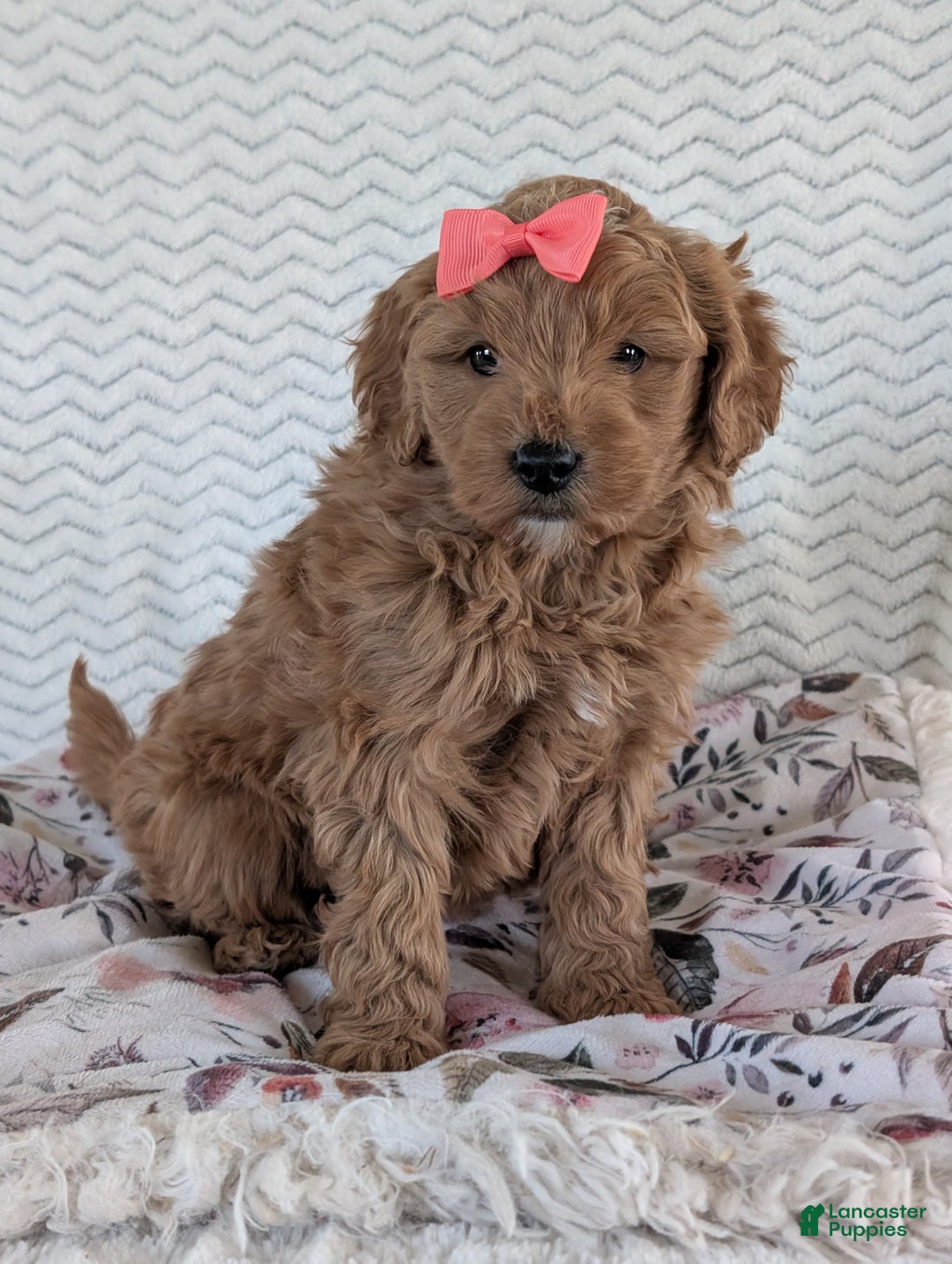 Goldendoodle dogs for sale: Bella - Ad 8