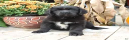 Newfoundland dogs for sale: Rayna - Ad 5
