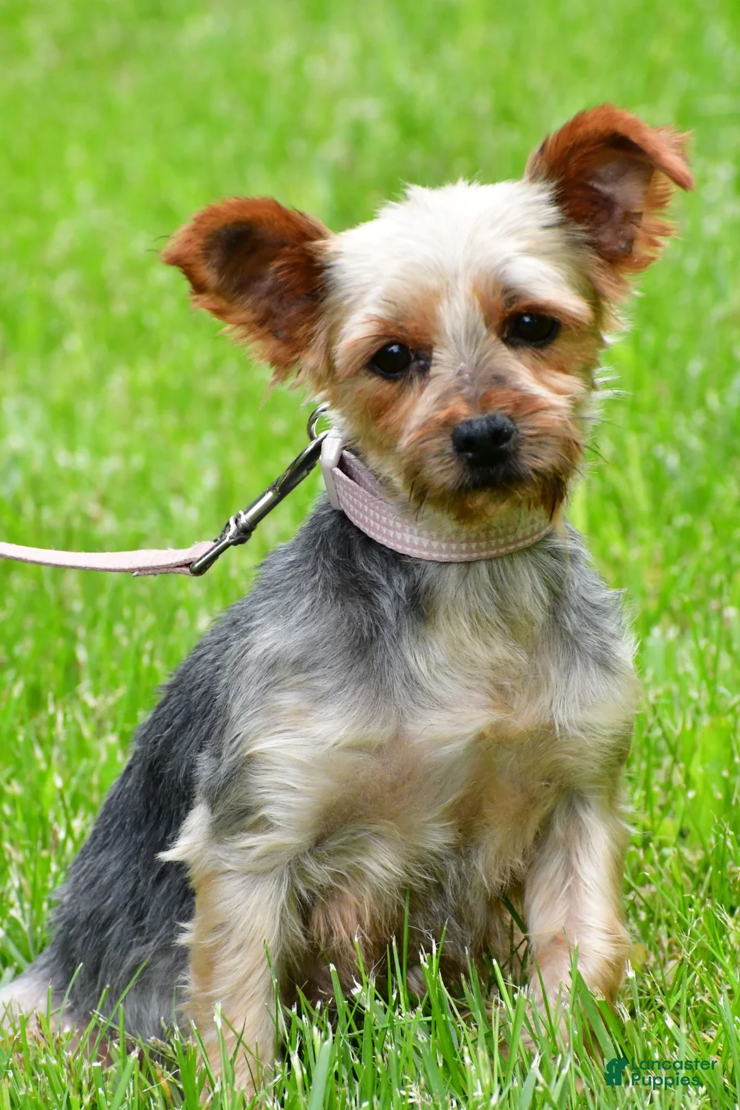 Yorkshire Terrier dogs for sale: Dolly - Ad 7
