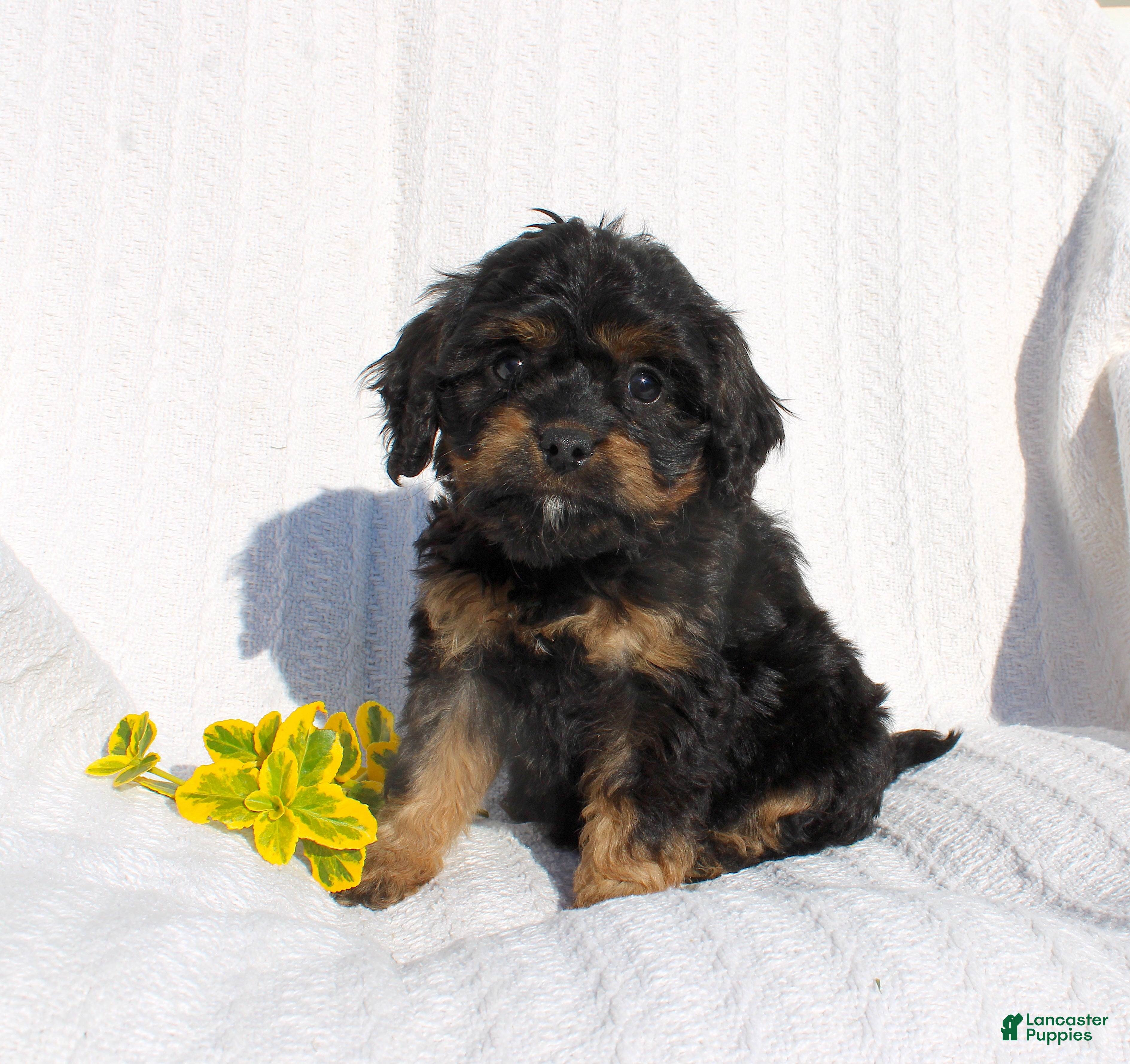 Cavapoo dogs for sale: Larry - Ad 2