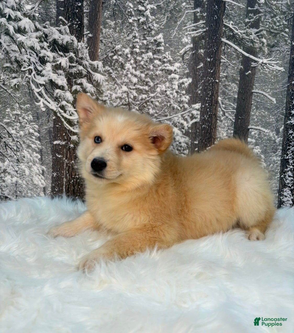 Pomsky dogs Pomsky Puppy 2 - Ad 28