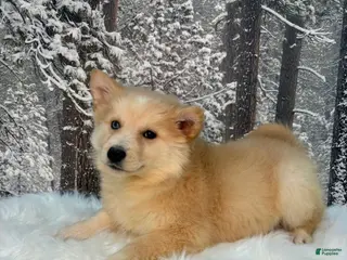 Pomsky dogs Pomsky Puppy 2 - Ad 28