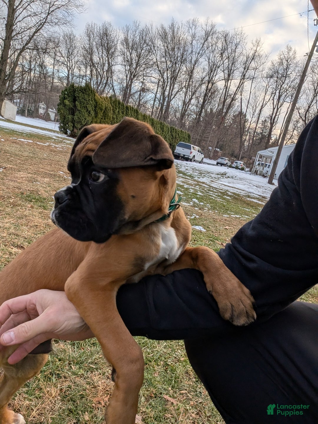 Boxer dogs for sale: Green Collar – Forest - Ad 4
