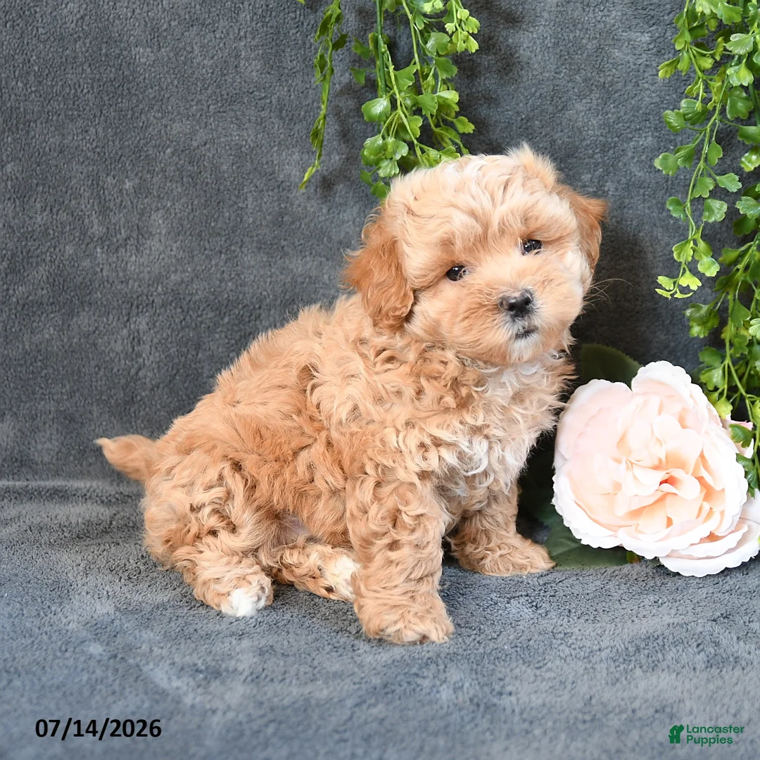 Maltipoo dogs for sale: Ivy - Ad 1
