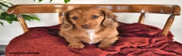Miniature Dachshund dogs for sale: Iris - Ad 3