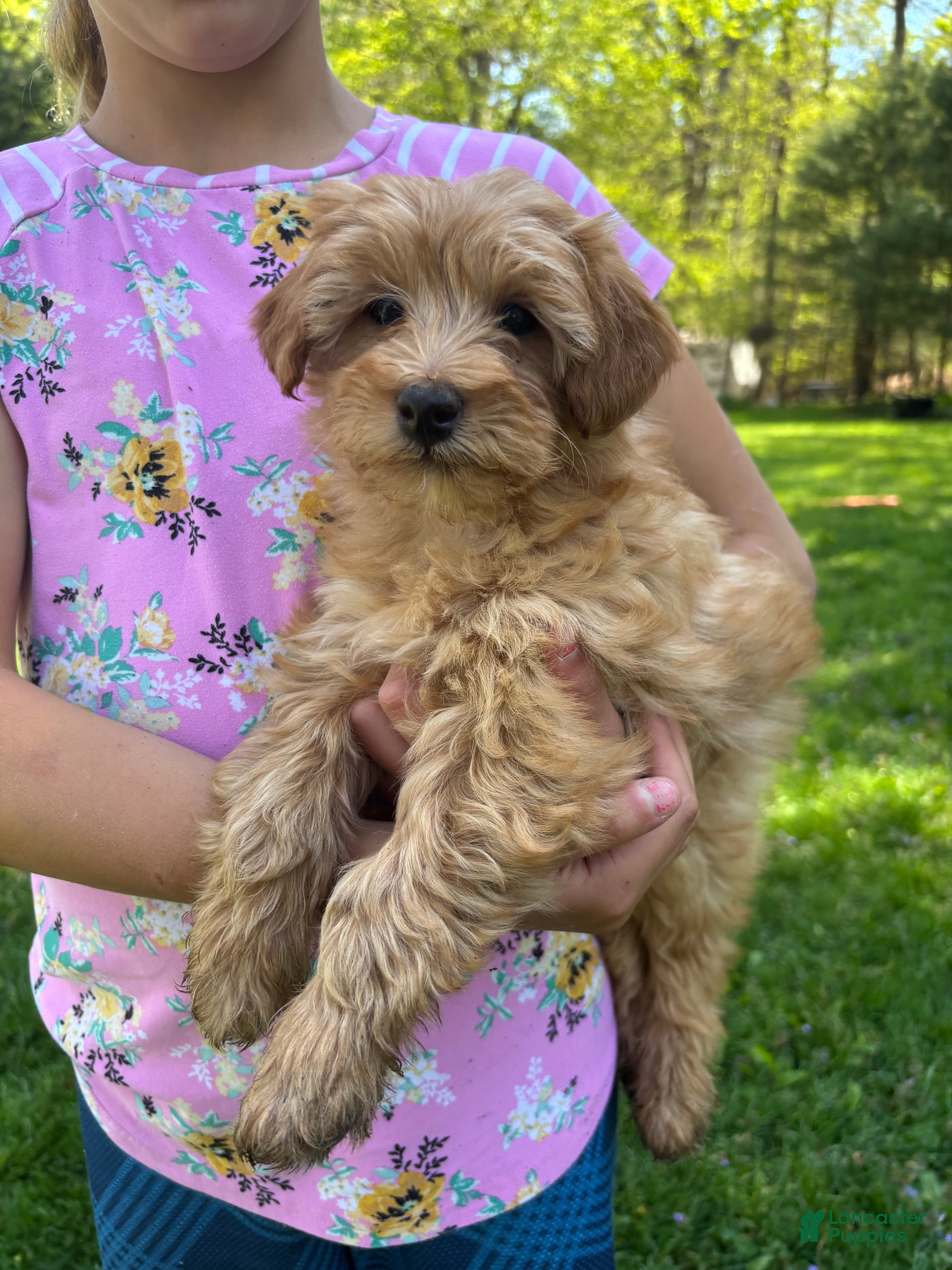 Mini Goldendoodle dogs for sale: Bella - Ad 4