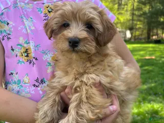 Mini Goldendoodle dogs for sale: Bella - Ad 4