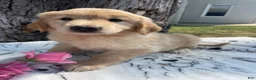 Mixed Breed dogs for sale: Holly - Ad 2