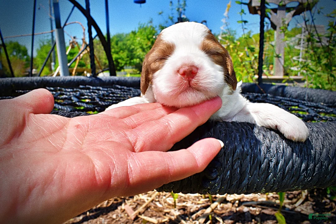 Havapoo dogs for sale: Remy - Ad 2