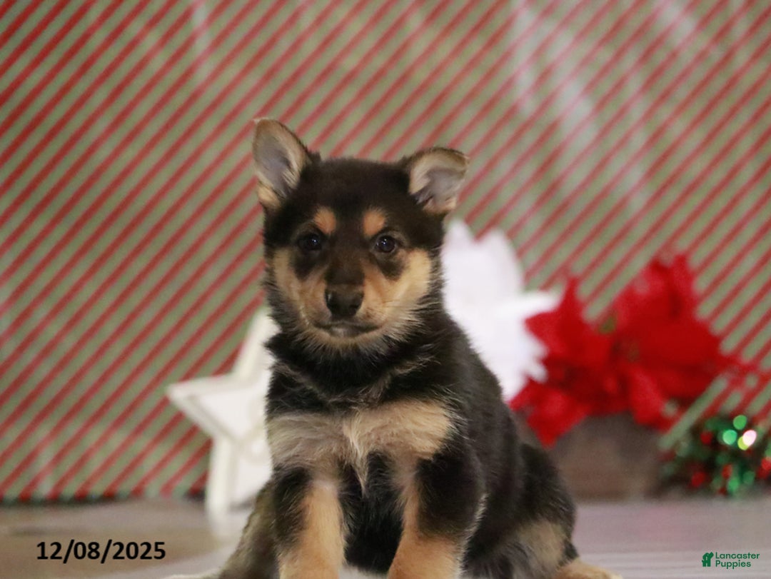 German Shepherd dogs for sale: Rita - Ad 1