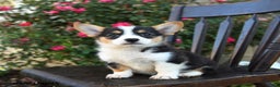Welsh Corgi Pembroke dogs for sale: Cola - Ad 1