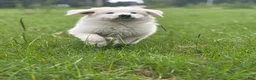 Great Pyrenees dogs for sale: DAPHNE - Ad 1