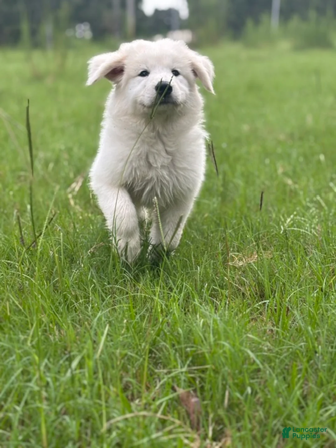 Great Pyrenees dogs for sale: DAPHNE - Ad 1