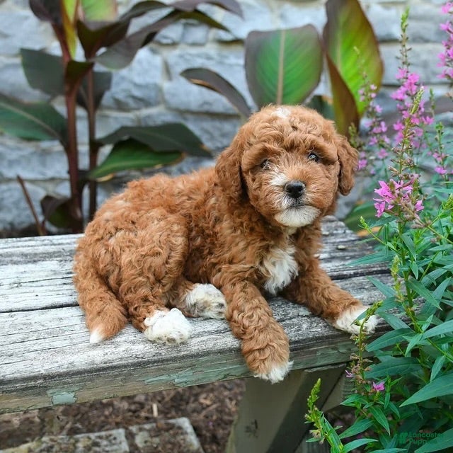 Mini Goldendoodle dogs for sale: Bonnie - Ad 3