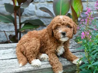 Mini Goldendoodle dogs Bonnie - Ad 5