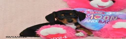 Miniature Dachshund dogs for sale: Malcolm - Ad 2