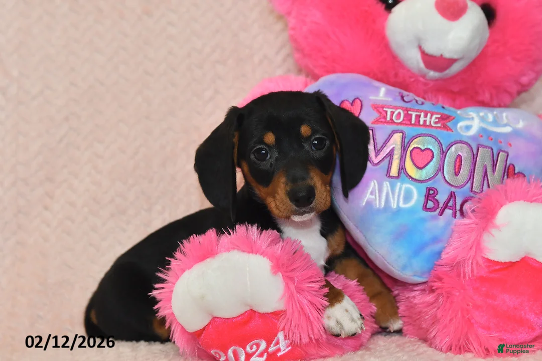 Miniature Dachshund dogs for sale: Malcolm - Ad 2