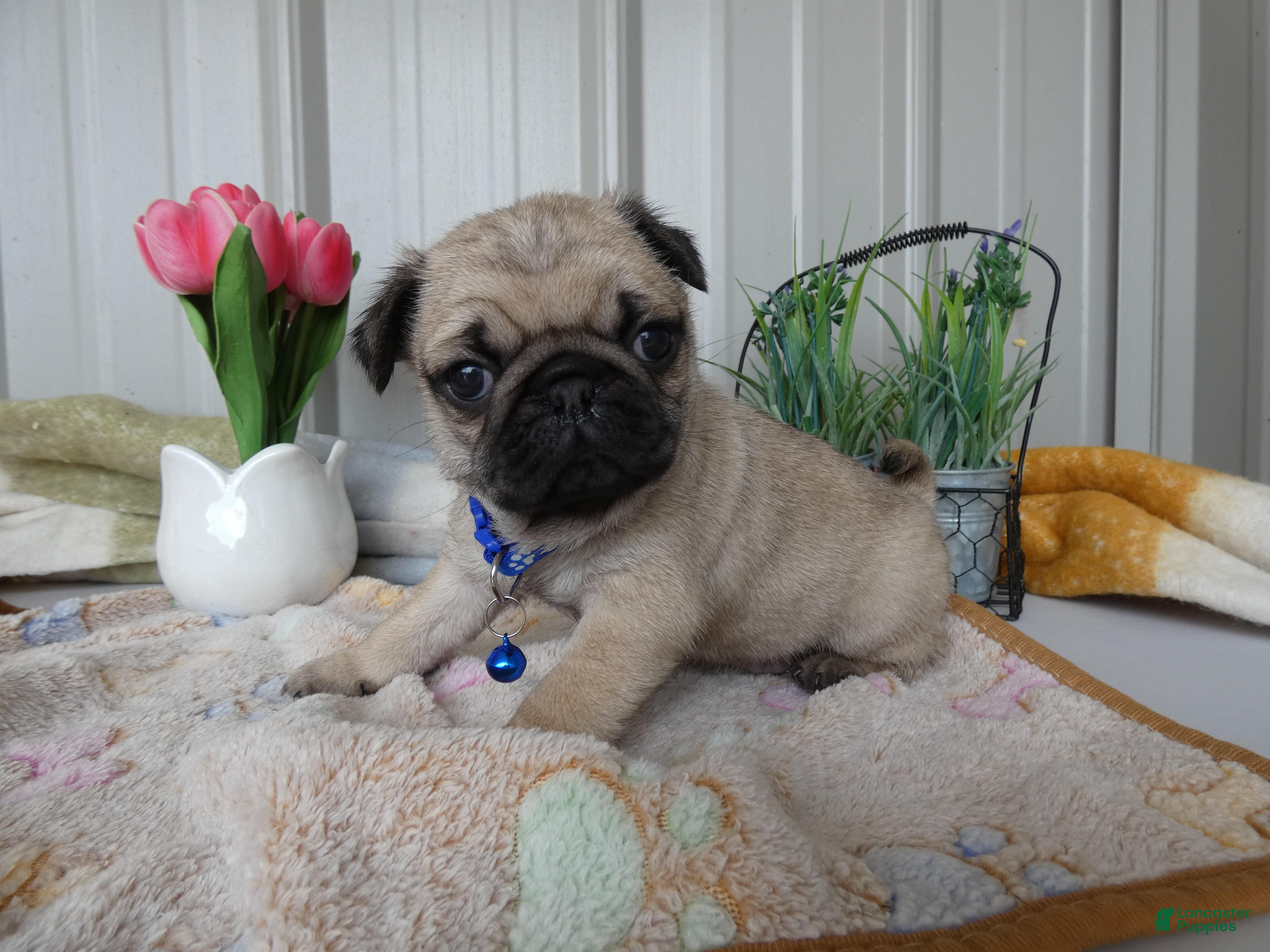 Pug dogs Pug Puppy 1 Cody - Ad 21