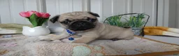 Pug dogs for sale: Pug Puppy 1 Cody - Ad 1