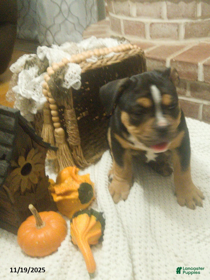 Mixed Breed dogs Bonnie - Ad 39