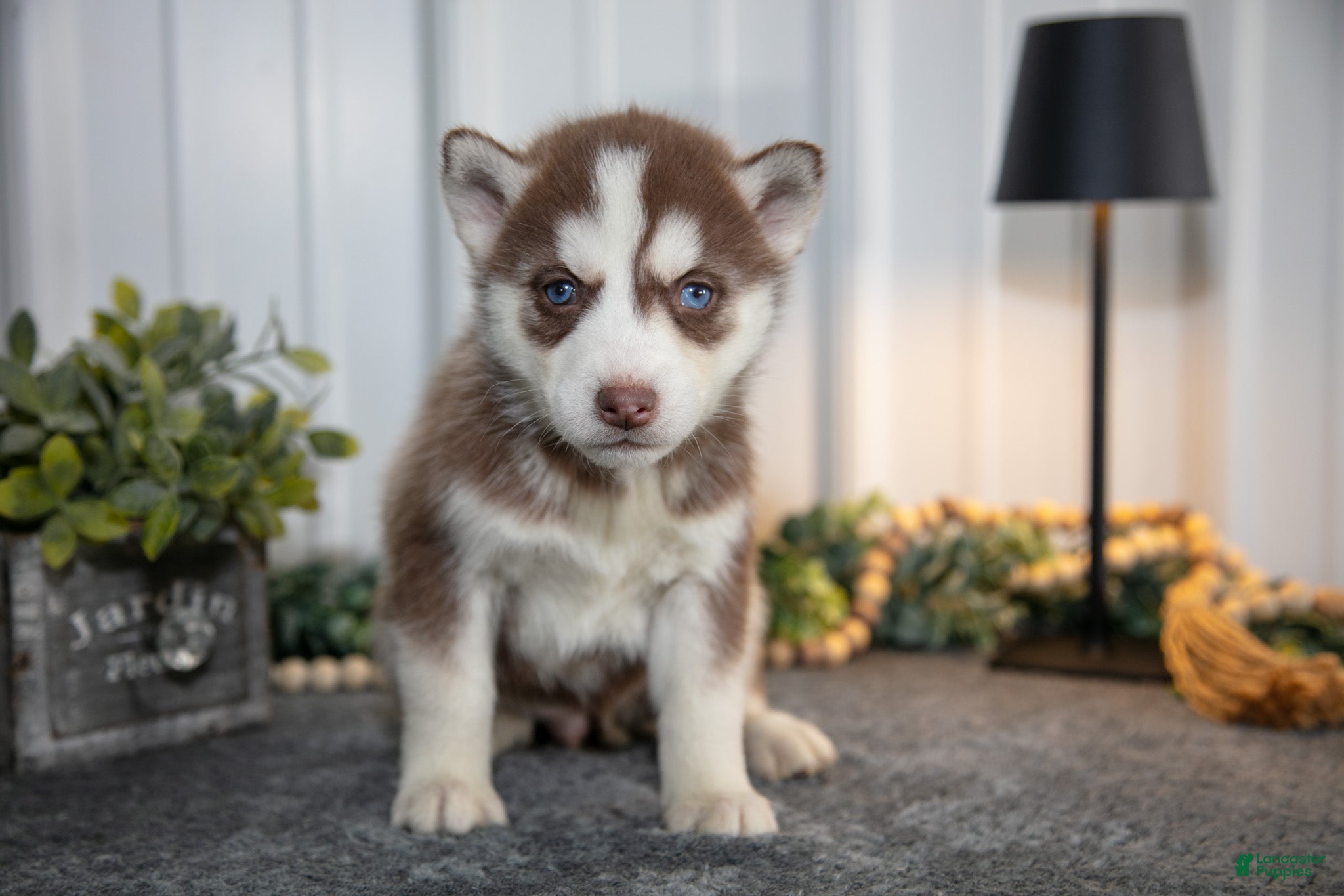 Siberian Husky dogs Tina - Ad 33