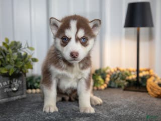 Siberian Husky dogs Tina - Ad 8