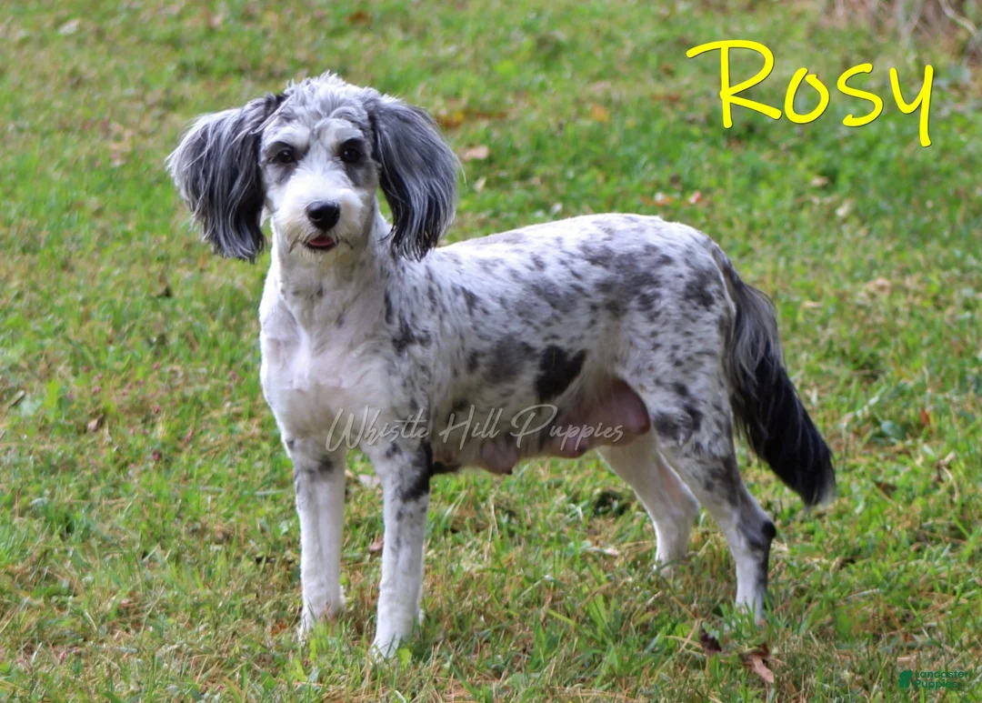 Mini Bernedoodle dogs for sale: Amber - Ad 4