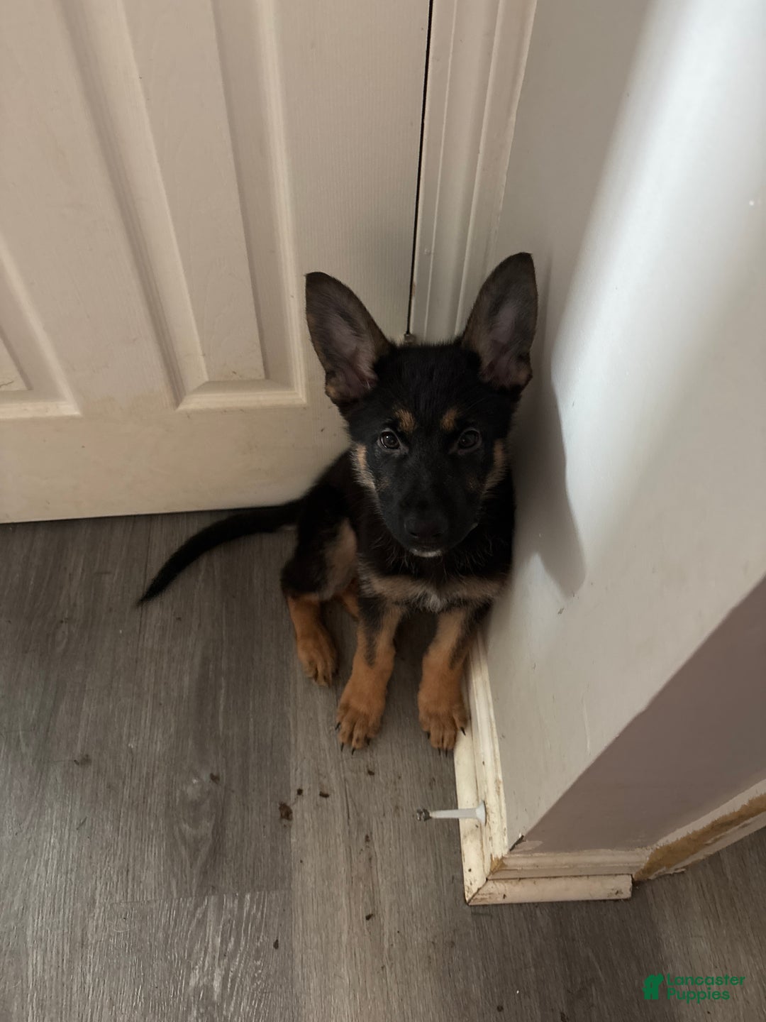 German Shepherd dogs for sale: Coal - Ad 1