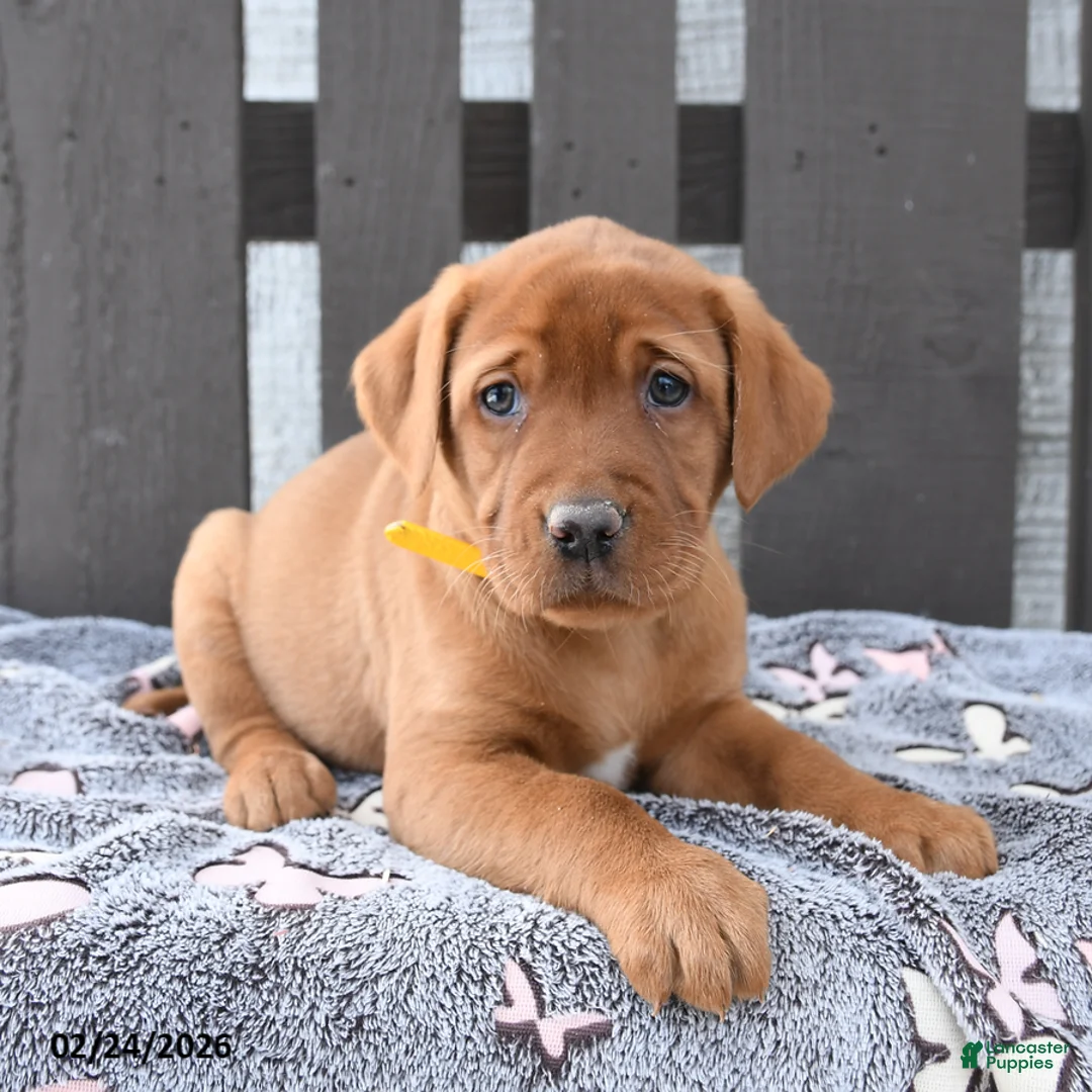 Labrador Retriever dogs for sale: Saffron - Ad 3