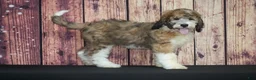 Saint Berdoodles dogs for sale: Saint Berdoodles Puppy 2 - Ad 1
