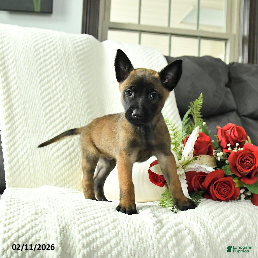 Belgian Malinois dogs Buster - Ad 5