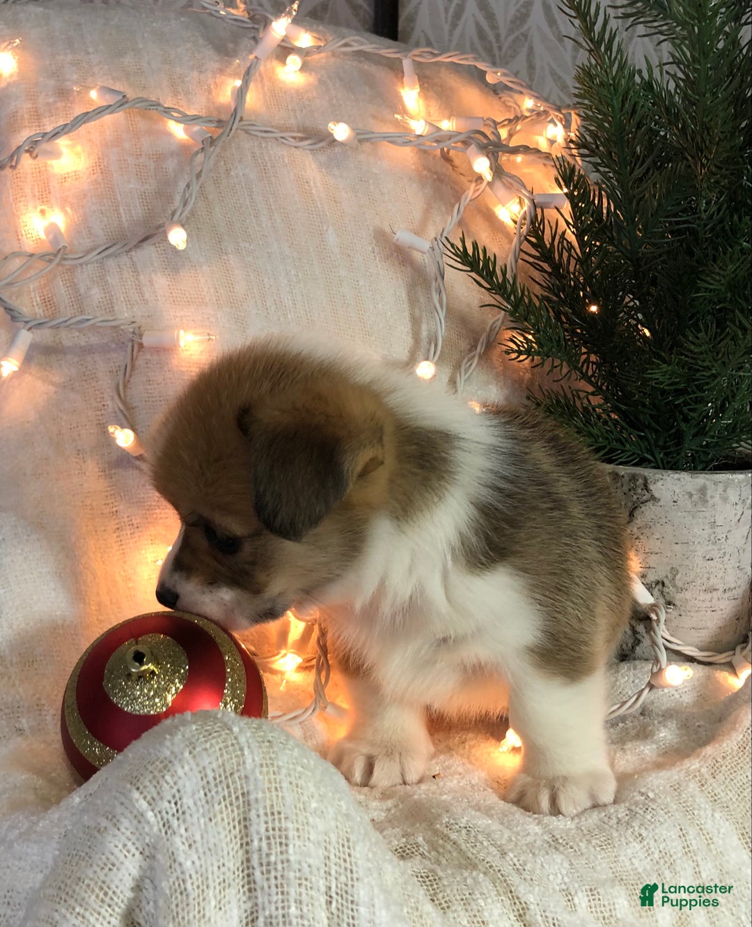 Welsh Corgi Pembroke dogs for sale: Jack - Ad 2