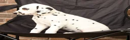 Dalmatian dogs for sale: Dora - Ad 3