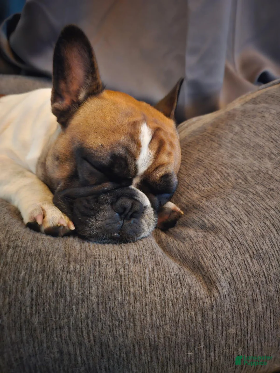 French Bulldog dogs for sale: French Bulldog 5 - Ad 3