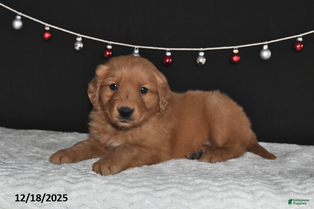 Golden Retriever dogs for sale: Alex - Ad 5