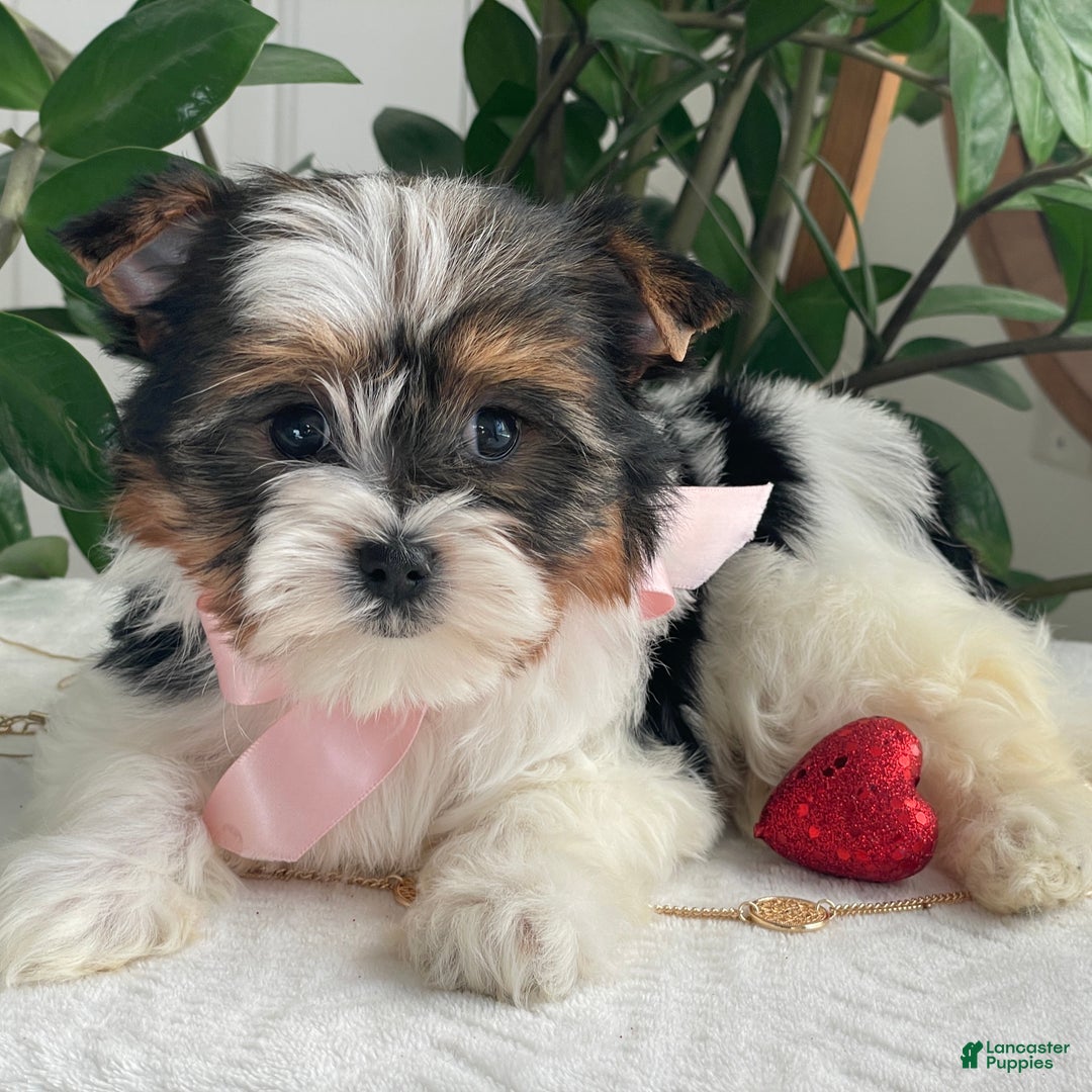 Biewer Terrier dogs for sale: Kiwi - Ad 14