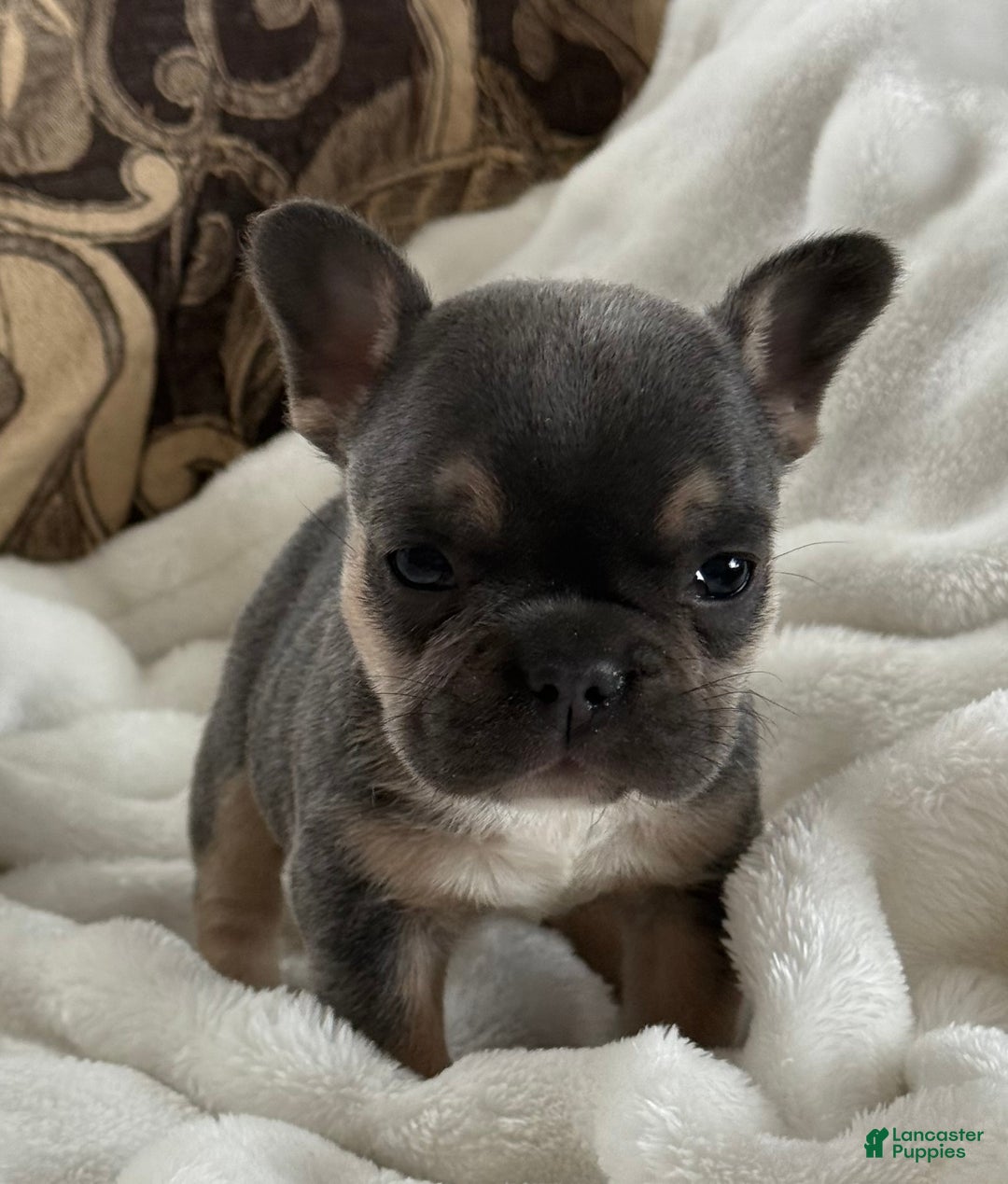 French Bulldog dogs for sale: Wyatt - Ad 9