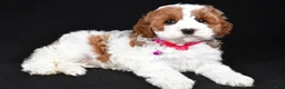 Cavapoo dogs for sale: Beauty f one b - Ad 10