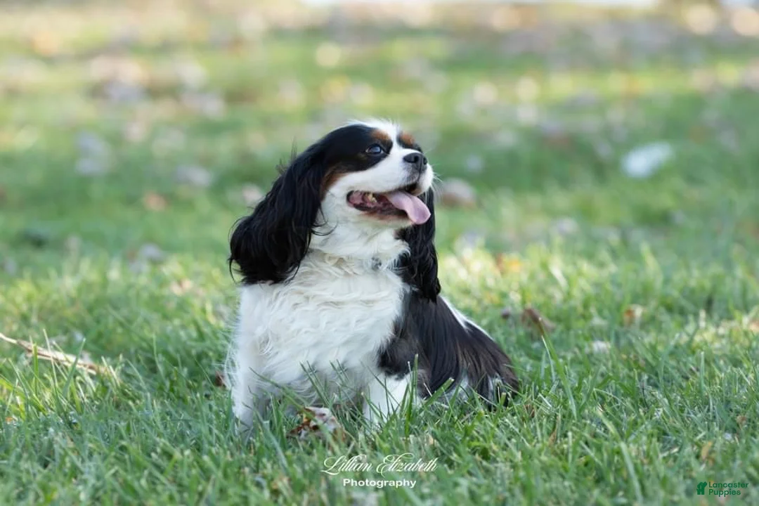Cavalier King Charles Spaniel dogs for sale: Cavalier King Charles Spaniel Puppy 3 - Ad 2