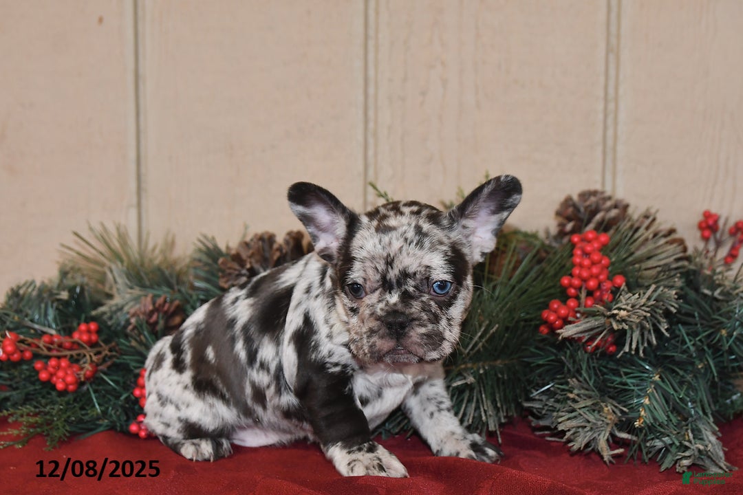French Bulldog dogs for sale: Rowdy - Ad 3